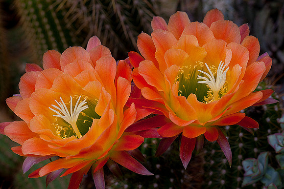Echinopsis 'Apricot Glow'