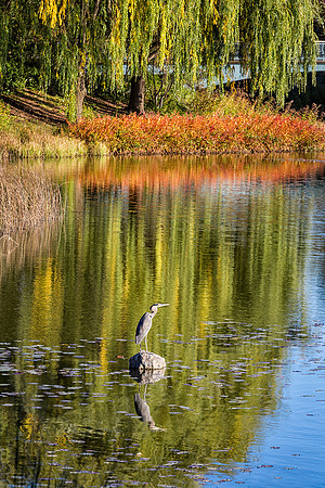 Blue Heron with Fall Color