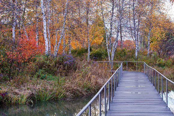 Bridge to Spider Island