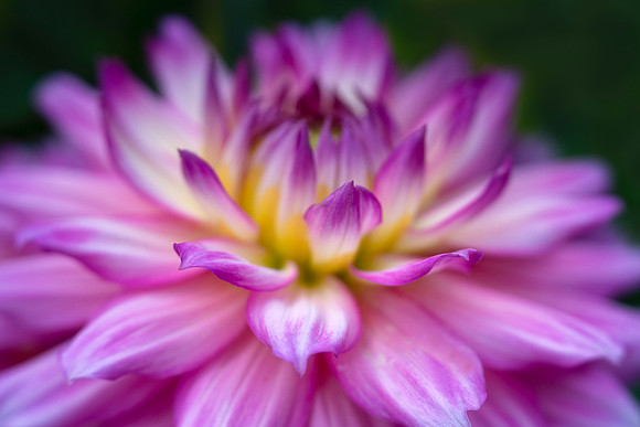 Dahlia in Copenhagen