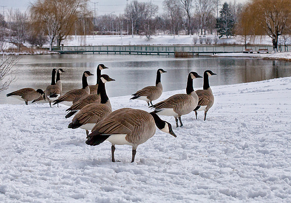 Geese at the Garden