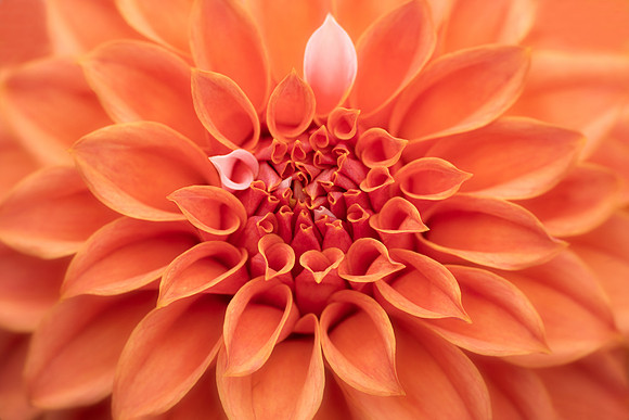 Dahlia 'A La Mode'