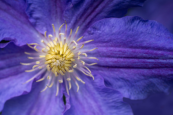 Clematis