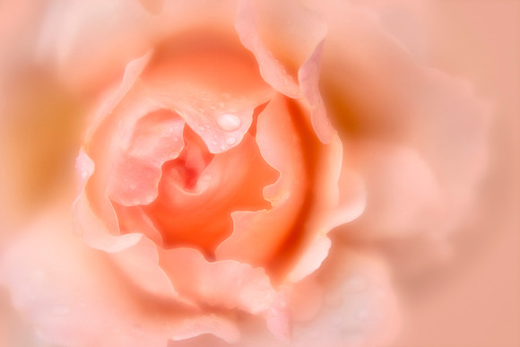 Rose with Raindrops