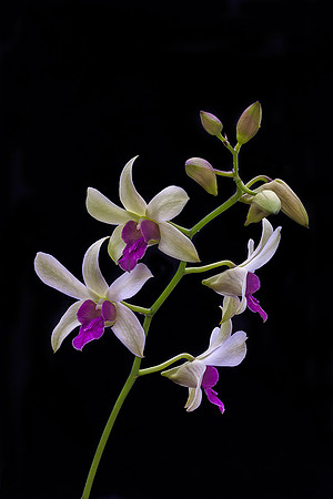Dendrobrium
