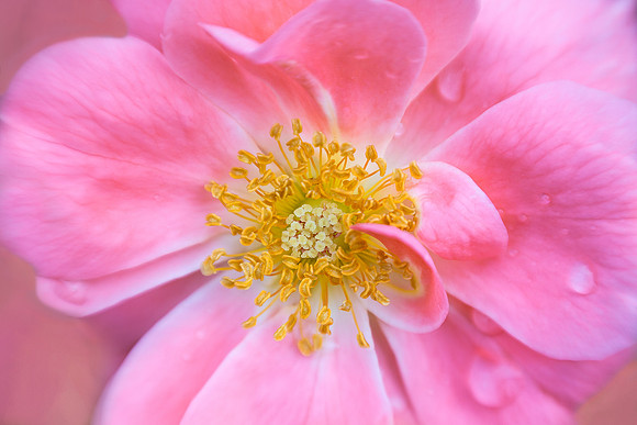 Pretty in Pink