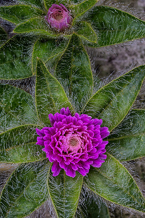 'Pink Zazzle' Globe Amaranth