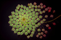 Mosaic Plant