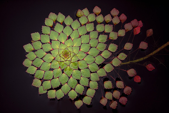 Mosaic Plant