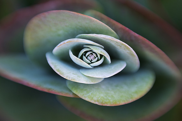 Desert Cabbage