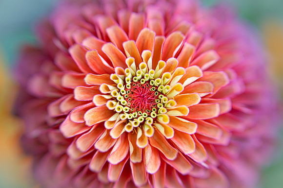 Zinnia Patterns