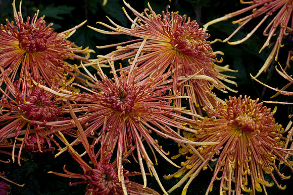 Symphony Mum