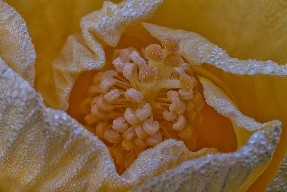 Dew Drops on Hibiscus