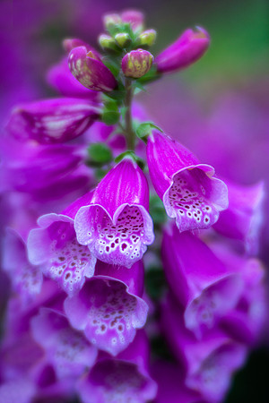Foxglove With a Heart