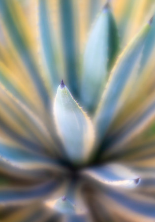Agave