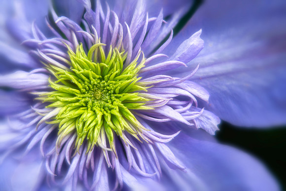 Clematis 'Multi Blue'
