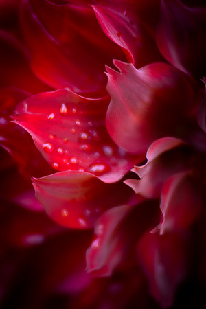 Dahlia 'Spartacus'
