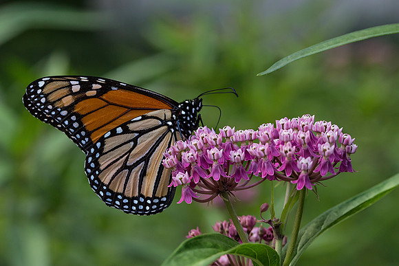 Monarch on Milkweed