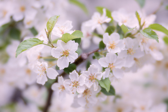 Flowering Pear Tree