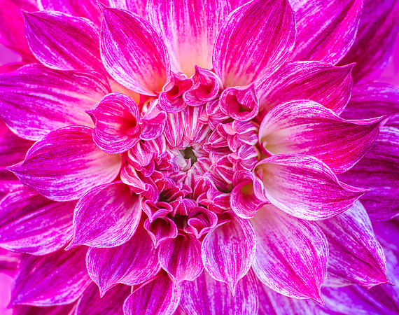 Dahlia 'Café Au Lait Royal'