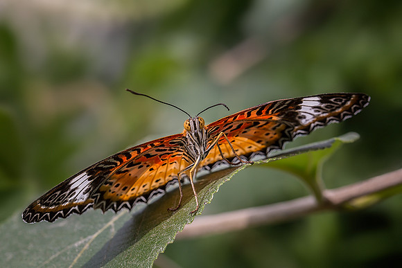 Leopard Lacewing