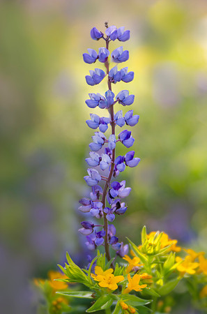 Lupine at Indiana Dunes