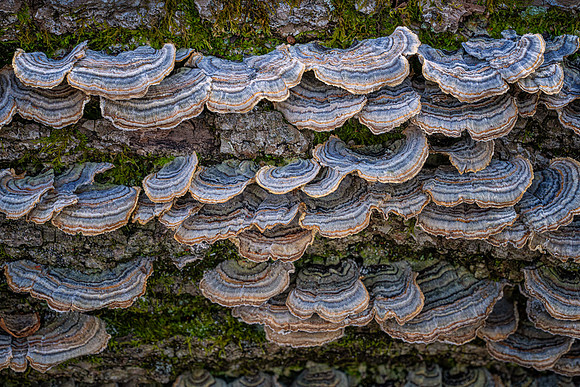 Turkey Tail - Trametes versacolor