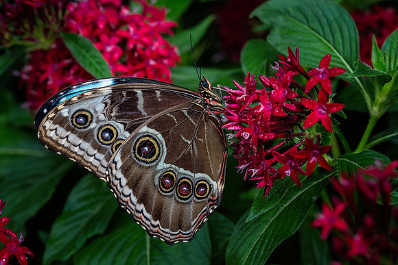 Blue Morpho