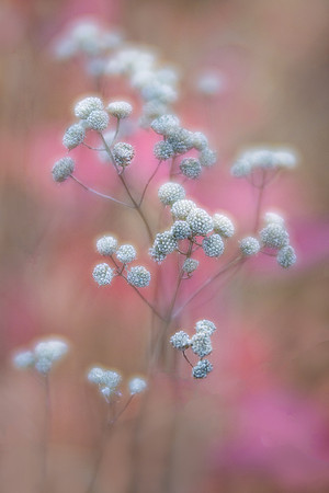 Mountain Mint in the Prairie