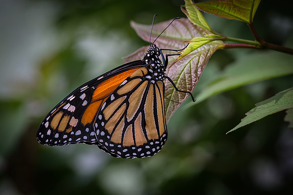 Monarch