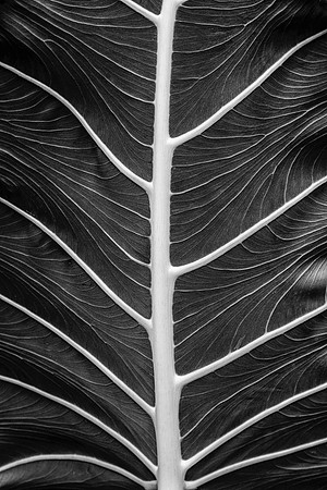 Elephant Ear Plant
