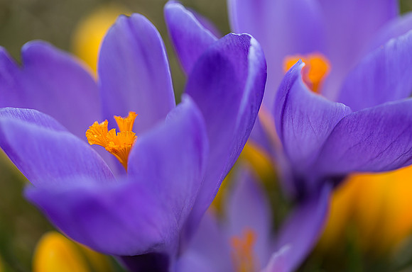 'Remembrance' Dutch Crocus