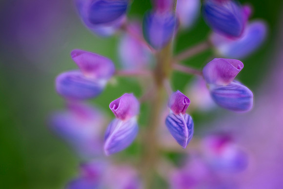 Hearts of the Lupine