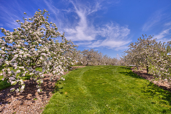 Apple Blossoms