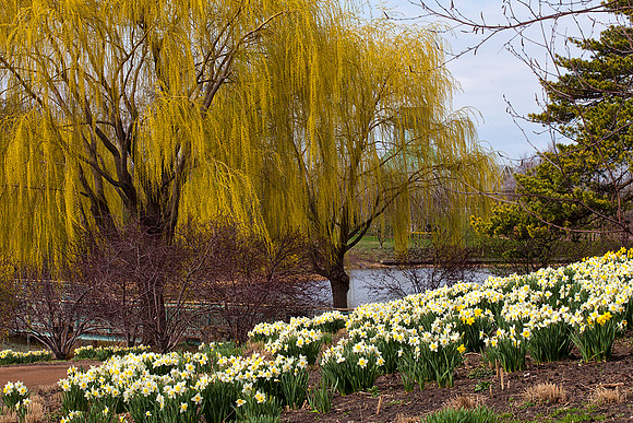 Daffodils on Evening Island