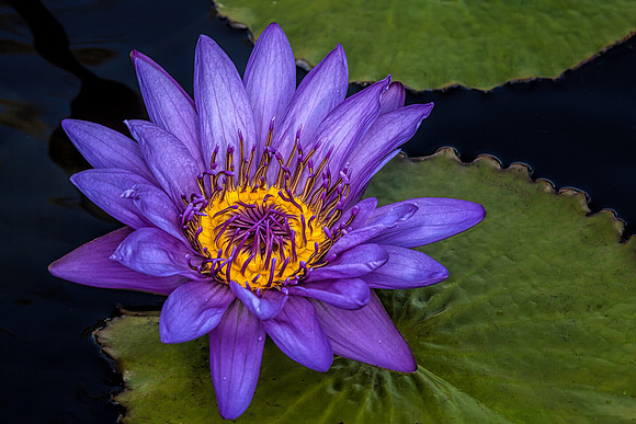 Waterlily