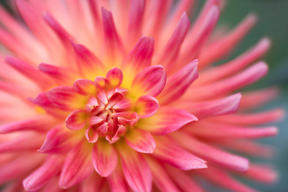 Burst of Sunshine