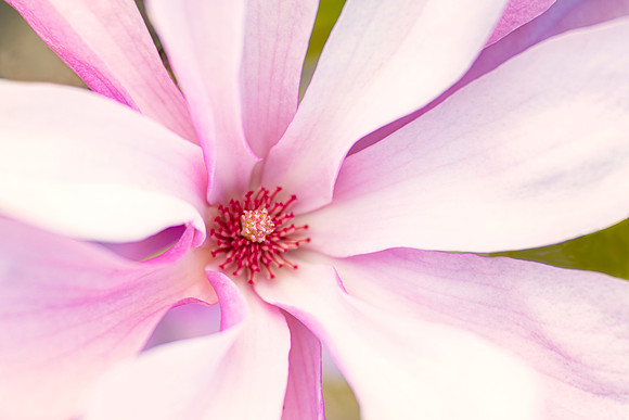 Magnolia