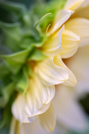 Sunflower Close Up