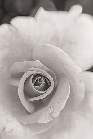 Rose in Black and White