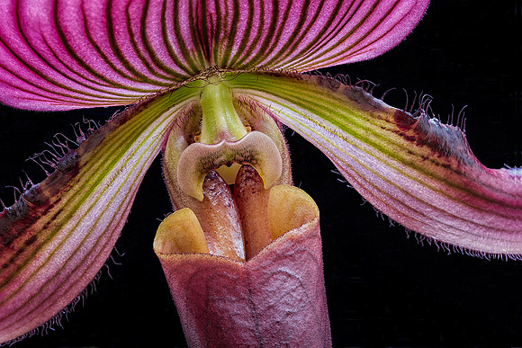 Paphiopedilum #1