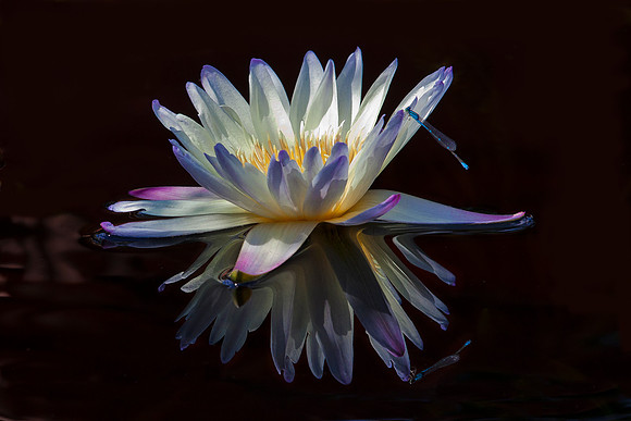 Waterlily with Damselfly