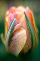 Tulipa 'Akebono'