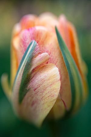 Tulipa 'Akebono'