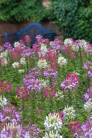 Cleome in the English Walled Garden