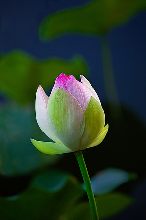 Lotus Bud at Dusk