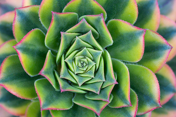 Aeonium 'Sunburst'
