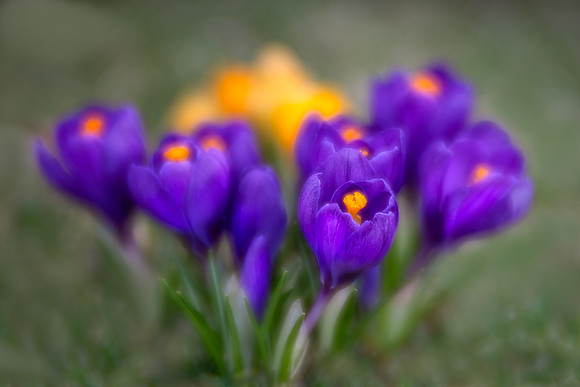 Spring Crocus