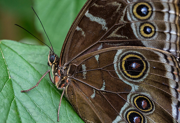 Blue Morpho