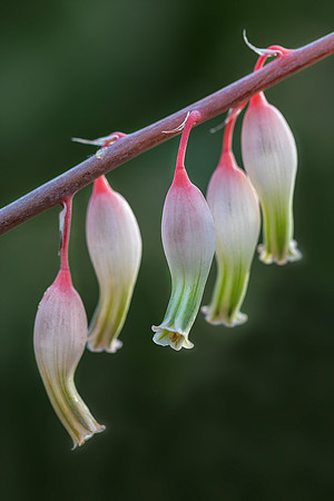 Tiny Dancers